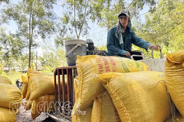 Giá lúa tăng ở các tỉnh đồng bằng sông Cửu Long