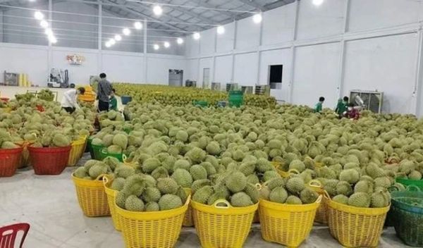 Vì sao trái cây ngày càng dở, đến nho cũng nhạt?