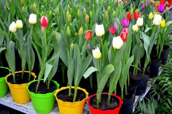 Trồng hoa Tulip đơn giản tại nhà- Bí quyết để có bình hoa chưng tết vừa ý nhất