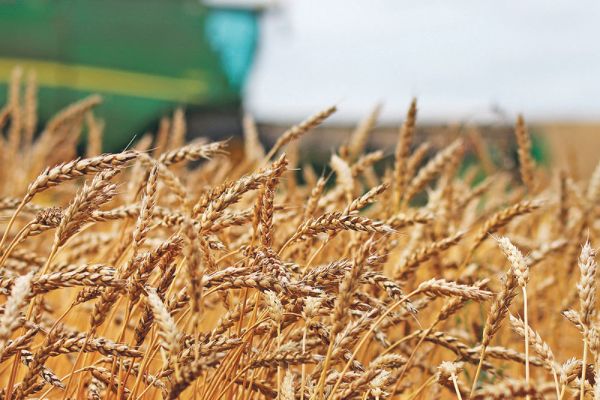 7,3 triệu USD được tài trợ để mở rộng giám sát mầm bệnh lúa mì