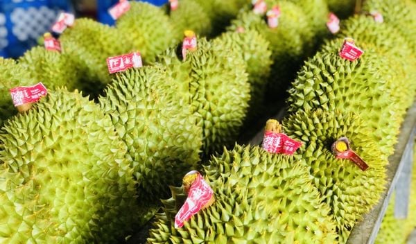 Xuất khẩu sầu riêng của Việt Nam sang Trung Quốc tăng 91% so với cùng kỳ trong 4 tháng đầu năm 2024, trong khi của Thái Lan giảm 55%.