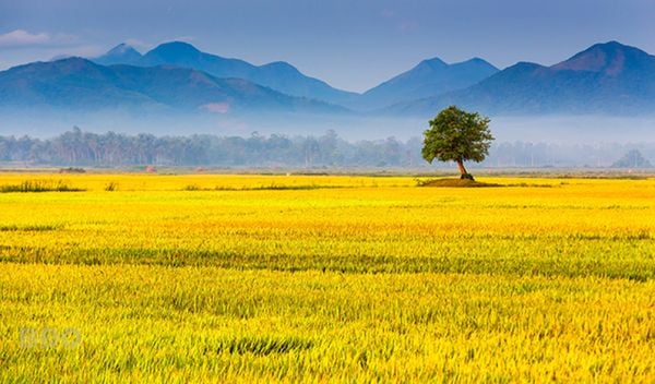 Đề án 1 triệu Ha lúa chất lượng cao trị giá tỷ đô của Việt Nam sẽ được Mỹ hỗ trợ tài chính