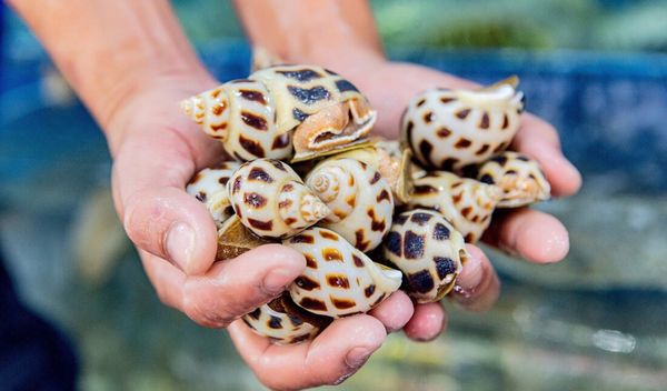 Kỹ thuật nuôi ốc hương thương phẩm mang lại hiệu quả kinh tế cao