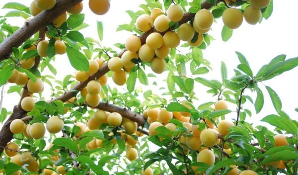 Giống mận vàng lâu nay bị bỏ quên được nông dân Sơn La trồng bán đắt gấp 4 lần mận thường