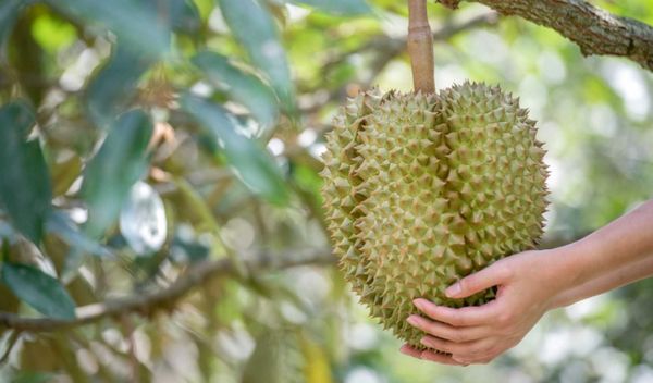 Tiền Giang - Nghề treo cây gõ trái gì mà kiếm được trăm triệu đồng/tháng