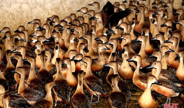 Thử nghiệm với giống chim trời trông như vịt, nông dân Hà Tĩnh bất ngờ lãi đậm