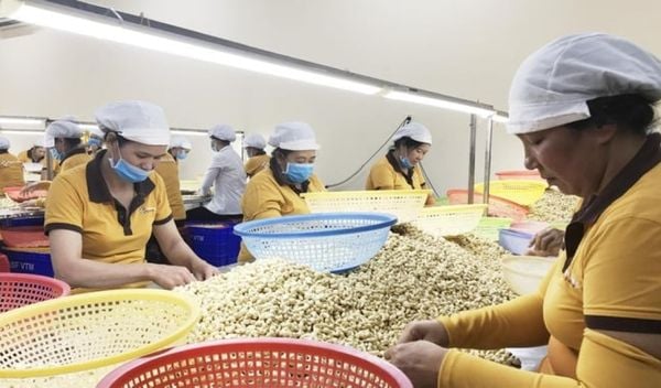 Hạt điều Việt Nam đối mặt với sức ép cạnh tranh đến từ Châu Phi