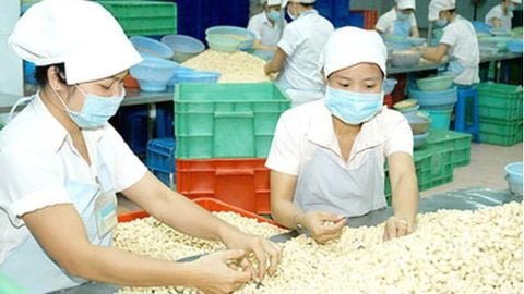 Gần 77% lượng điều mà Hà Lan nhập khẩu là từ Việt Nam