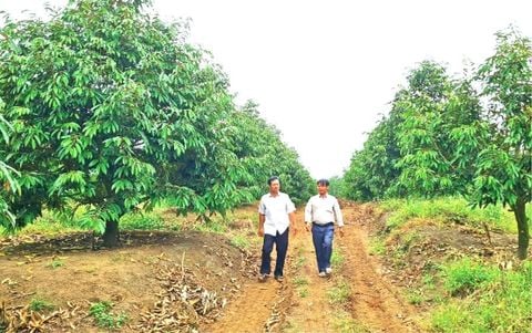 'Ông vua sầu riêng' vùng biên