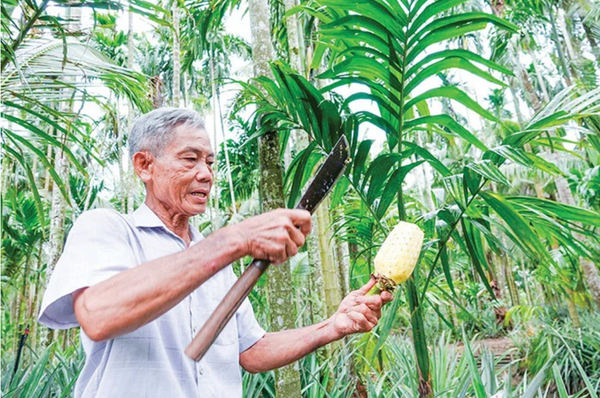 Vườn trồng 3 tầng cây, ông nông dân Kiên Giang thu 2 tỷ