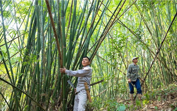 Cây lùng đạt chứng chỉ FSC lên giá, có từng nào bán cũng hết giúp dân nơi này ở Nghệ An thoát nghèo