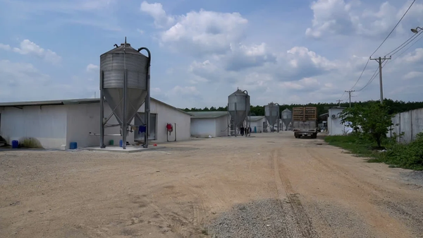 Xu thế chăn nuôi xanh: [Bài 1] Ứng dụng hiệu quả chế phẩm sinh học