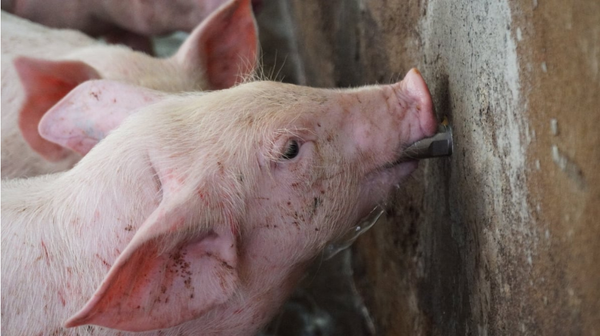 Xu thế chăn nuôi xanh: [Bài 2] Giảm phát thải gắn bảo vệ môi trường