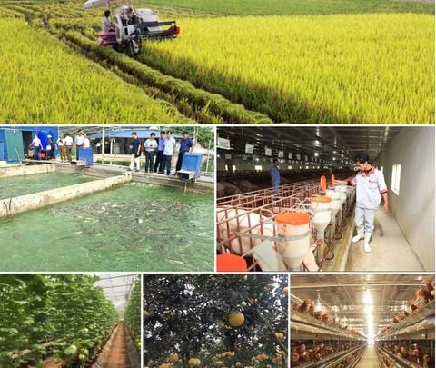Sản xuất nông nghiệp 4 tháng đầu năm: Diện tích rừng trồng mới tăng mạnh, thủy sản nuôi trồng chuyển biến tích cực