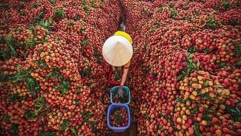 Vải không hạt bén rễ xứ Thanh