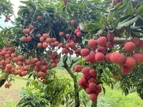 Vải thiều Đắk Lắk chín sớm, ồ ạt xuất ngoại