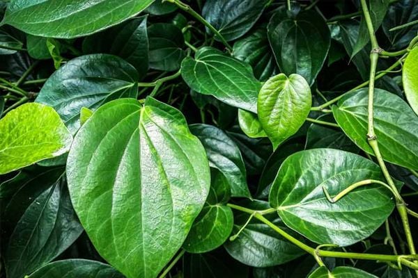 Top 10 Cách Trị Gàu Tại Nhà Được Nhiều Người Áp Dụng Thành Công