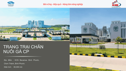 Trang trại chăn nuôi gà CP