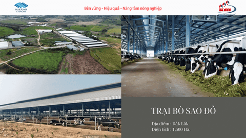 Trại bò Sao Đỏ