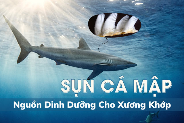 Nature's Gold Shark Cartilage - Hỗ trợ chống lão hóa xương hiệu quả