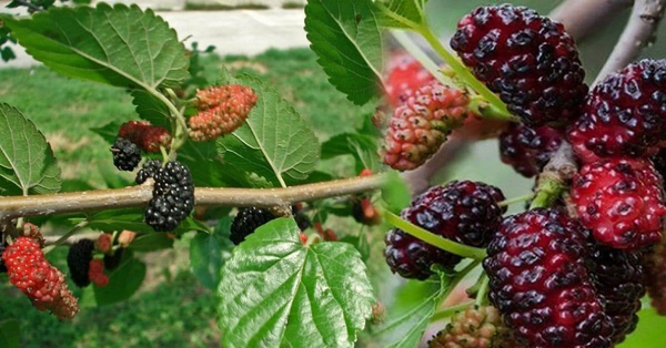 Cách làm trắng da tại nhà bằng dâu tằm tươi