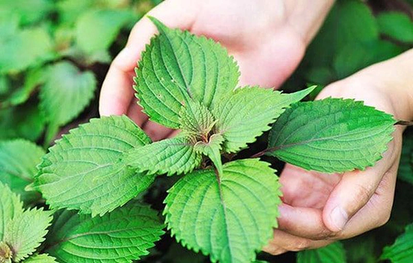 Cách làm trắng da tại nhà đơn giản bằng lá tía tô