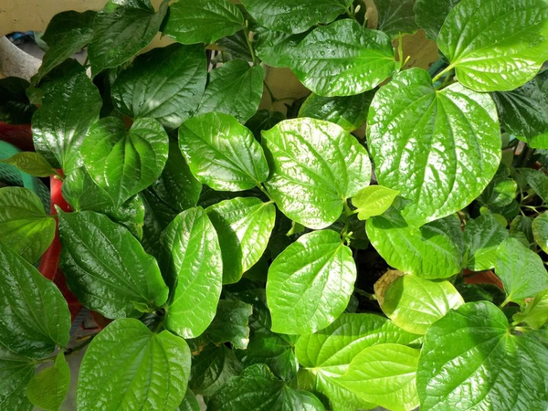 Use betel leaves for peeling hands