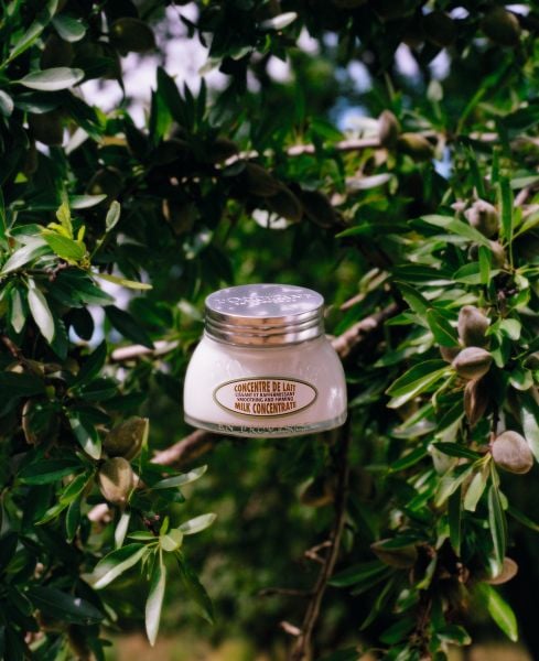 Câu chuyện làm đẹp L'Occitane luôn gắn với các nguyên liệu đến từ Địa Trung Hải