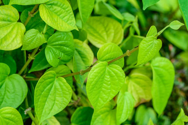 Viêm lỗ chân lông