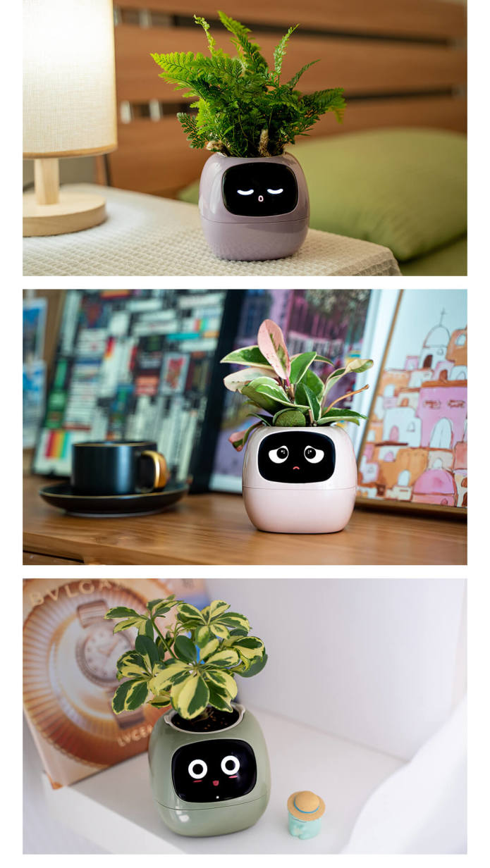 Chậu cây thông minh có cảm xúc plantsio ivy