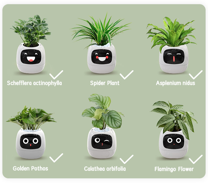 Chậu cây thông minh có cảm xúc plantsio ivy