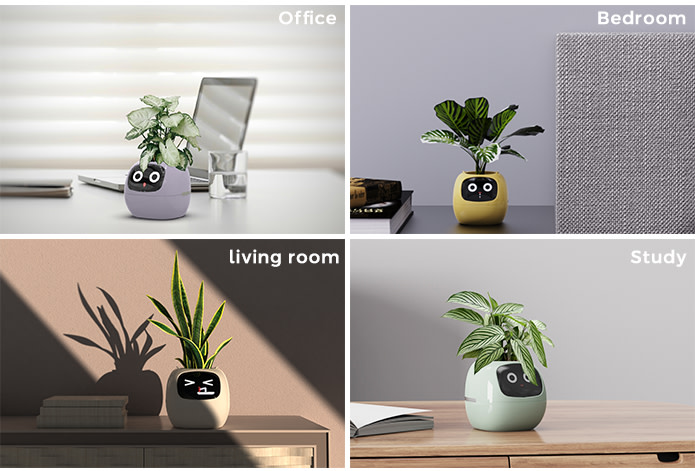 Chậu cây thông minh có cảm xúc plantsio ivy