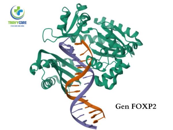 Di truyền xoay quanh gen FOXP2