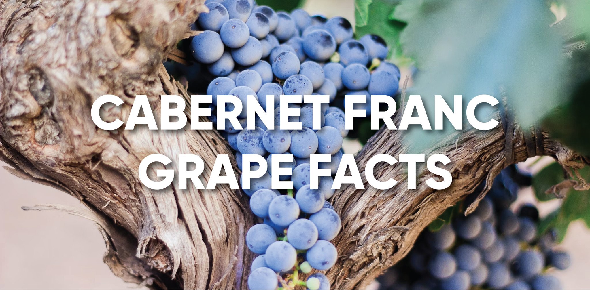 CABERNET FRANC GRAPE FACTS