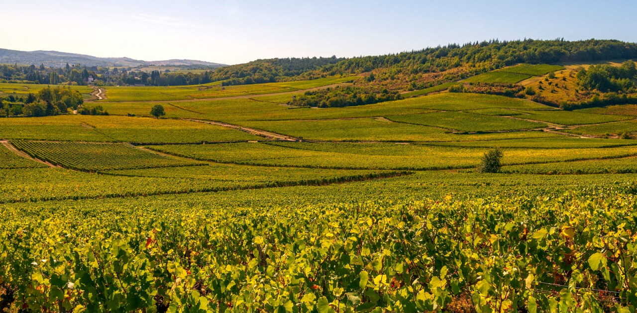 Côte ChalonnaiseCôte Chalonnaise