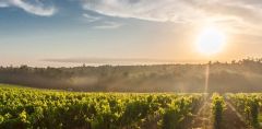 Côte de Nuits