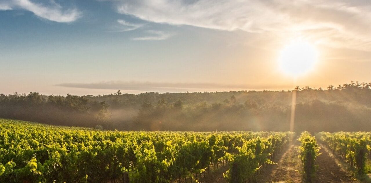 Vùng rượu vang Côte de Nuits