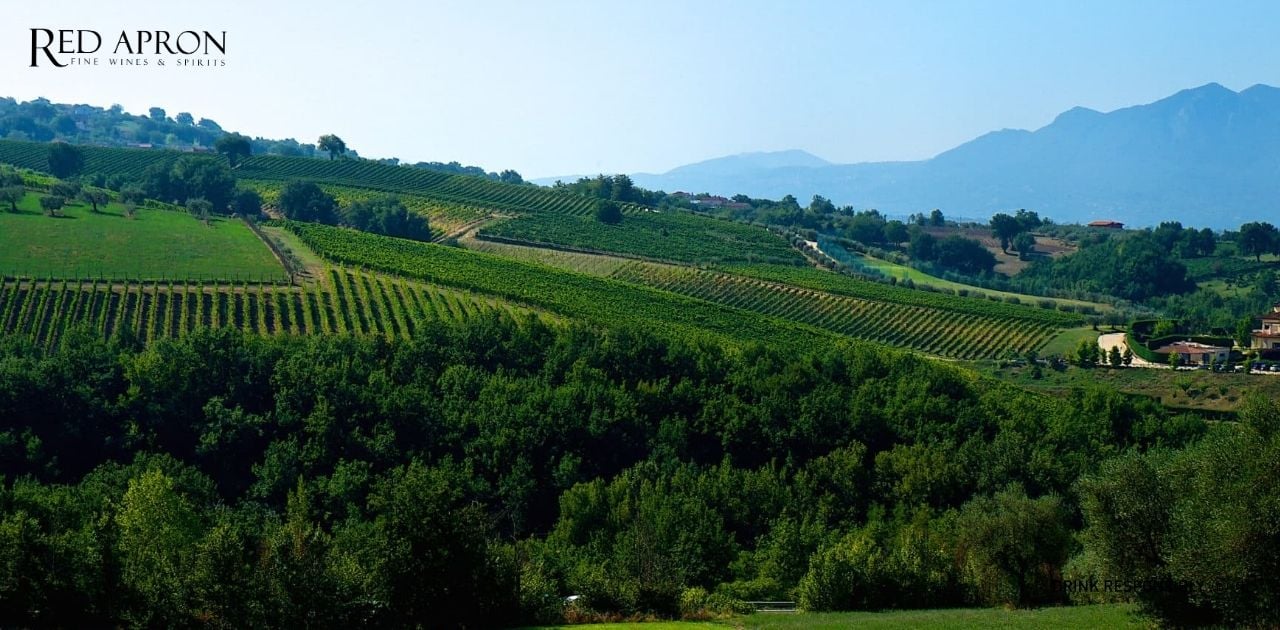 Rượu Piedirosso là gì? Giá rượu Piedirosso bao nhiêu?