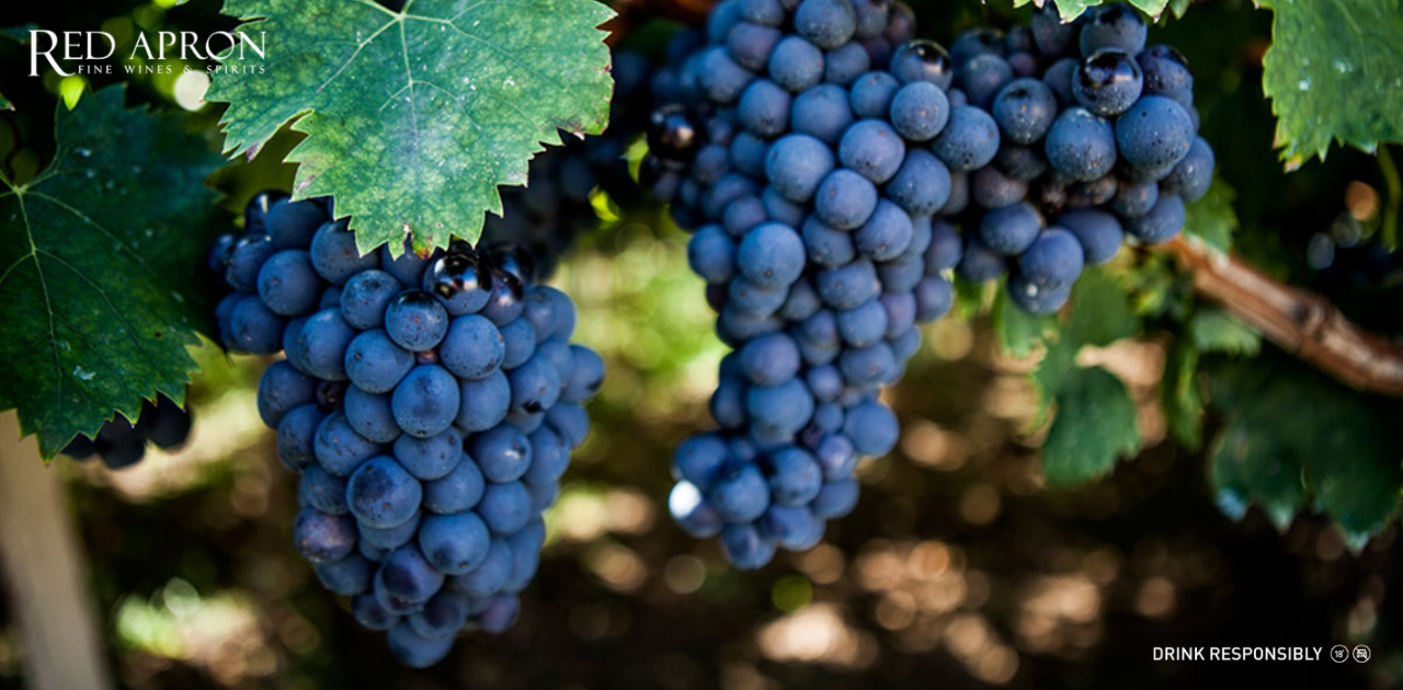 Montepulciano là gì? Khám phá giống nho và rượu vang Montepulciano