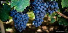 Montepulciano là gì? Khám phá giống nho và rượu vang Montepulciano