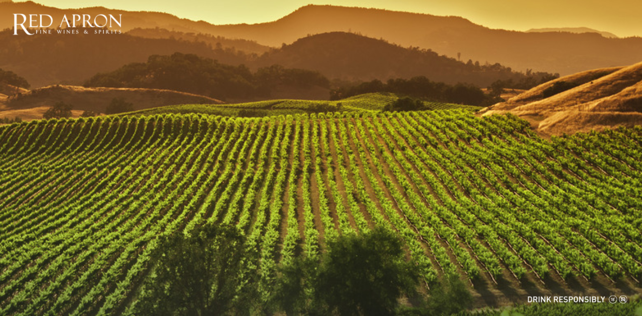 Napa Valley và những giống nho làm rượu vang nổi tiếng nhất