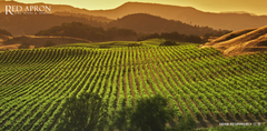 Napa Valley và những giống nho làm rượu vang nổi tiếng nhất