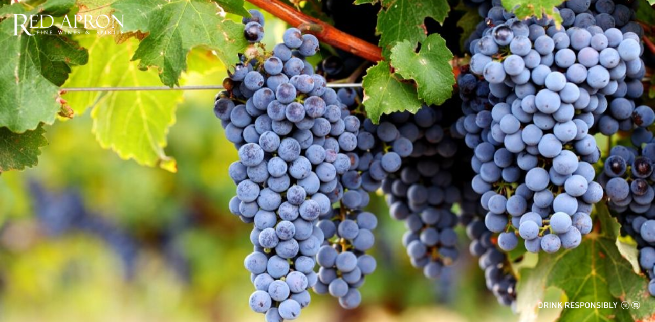 Merlot hay Cabernet Sauvignon đâu là lựa chọn hoàn hảo cho bạn