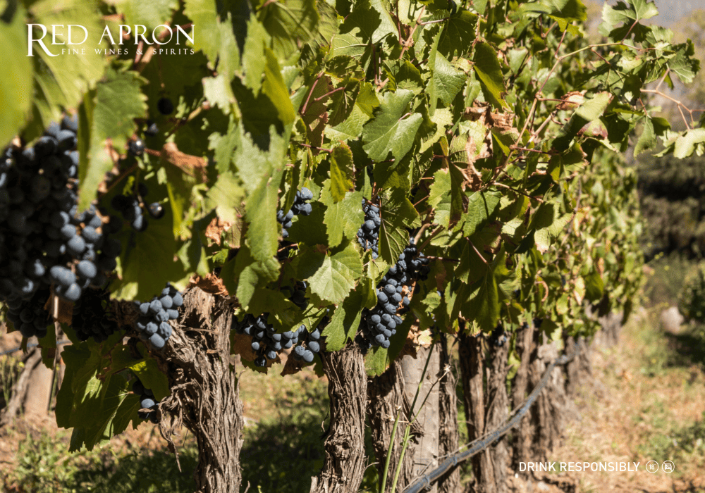 nho Malbec