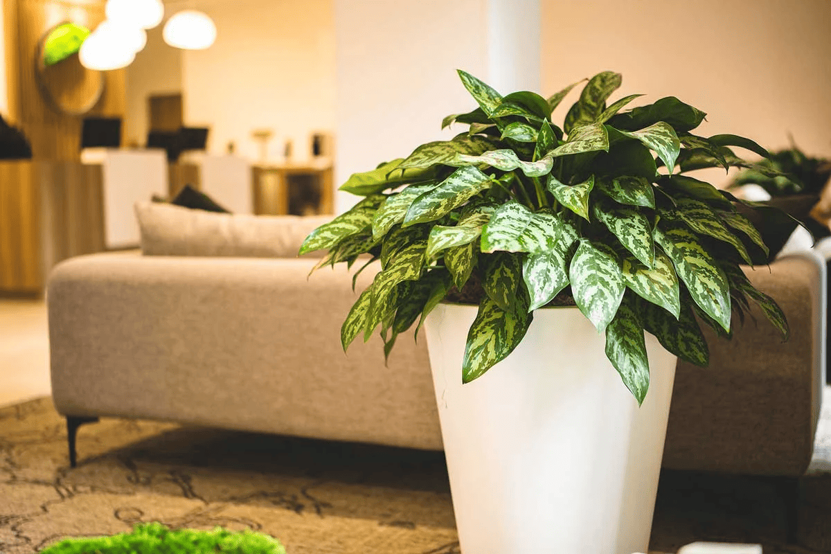 mua cây cảnh tặng sếp