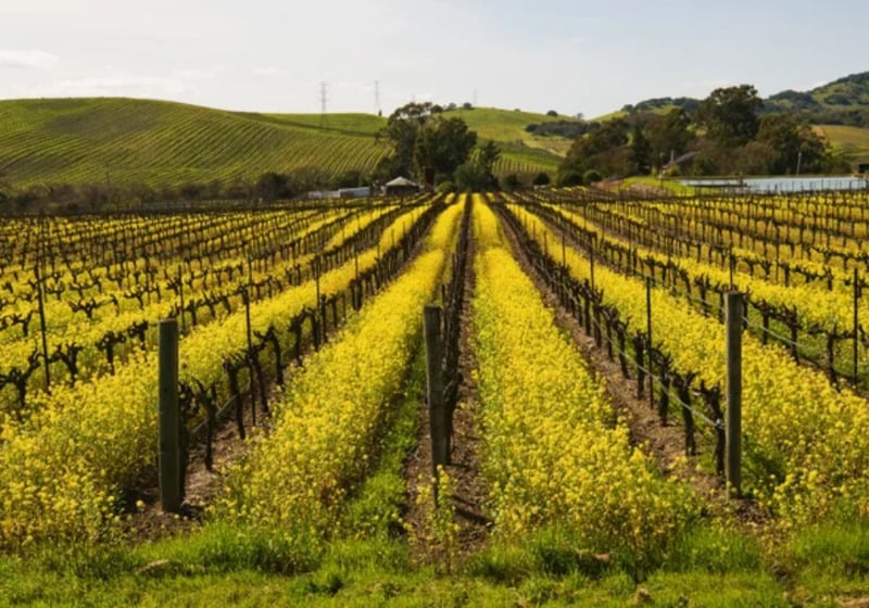 Napa Valley