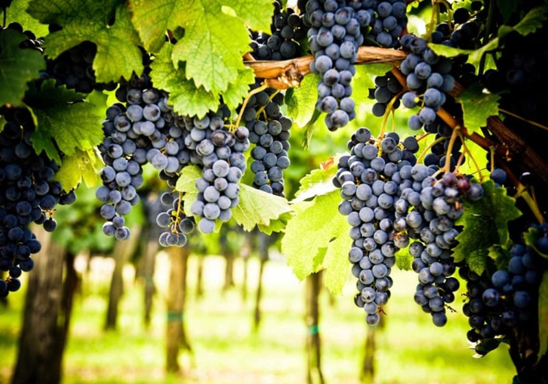 Napa Valley