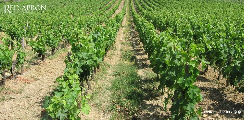 Ảnh hero Pessac Leognan tại Bordeaux với chai rượu vang đặt phía trước vườn nho, giới thiệu rượu vang Pessac Leognan tại Red Apron.