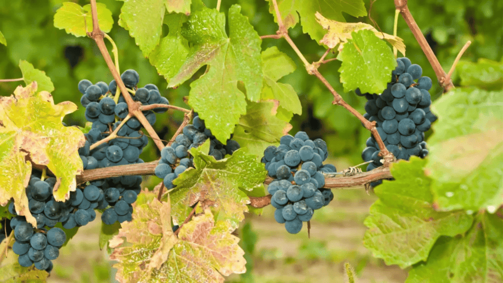 nho Dolcetto
