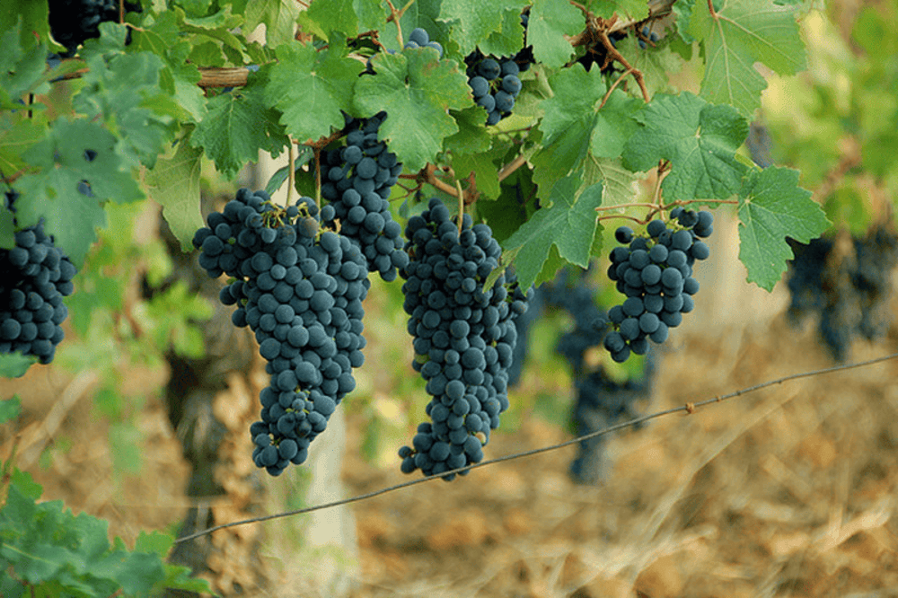 nho Barbera